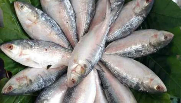 ইলিশ সুরক্ষা অর্থনীতির স্বার্থেই জরুরি